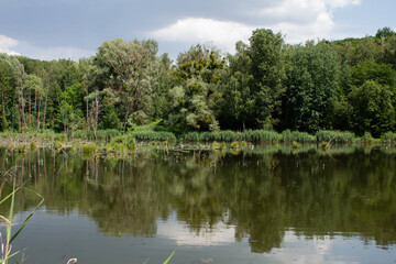 big lake in the green forest