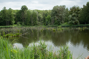 big lake in the green forest