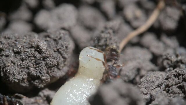 Ants and larvae