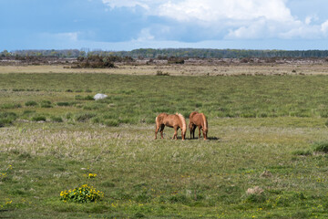 Grazing horses in a wide plain grass landscape
