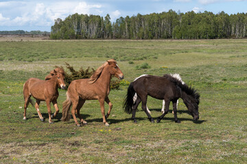 Herd with horses in a green landscape