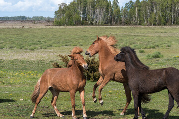 Obraz na płótnie Canvas Playful horses in a green grassland