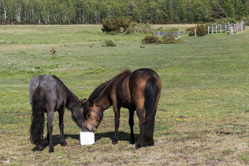 Two horses sharing a mineral block in a green landscape