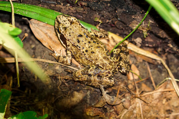 The common frog (Rana temporaria) on the ground