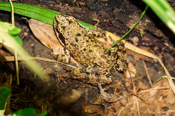 The common frog (Rana temporaria) on the ground