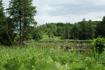 big lake in the green forest