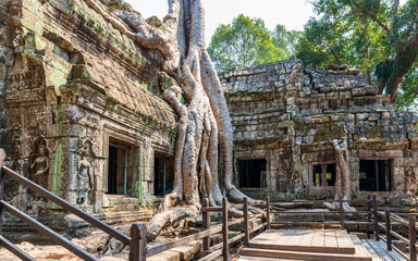 Fototapeta premium Ta Prohm and it's trees