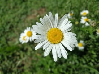 Daisy flower with raindrops on meadow, close up