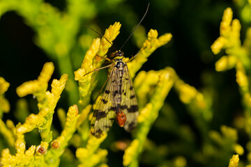 Common scorpionfly (Panorpa communis) on thuja closeup
