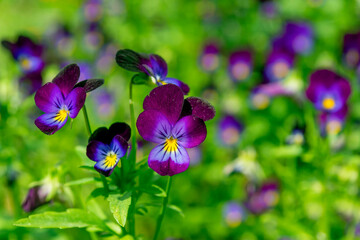 Obraz na płótnie Canvas flowers purple pansies on a green background
