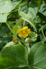 Vertical image of the foliage (leaves) and flower of the garden and field weed known as velvetleaf (Abutilon theophrasti)