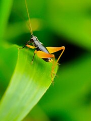 green grasshopper on a leaf
