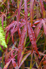 Vertical image of the foliage of 'Scolopendrifolium Rubrum' Japanese maple (Acer palmatum 'Scolopendrifolium Rubrum')