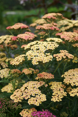 Vertical image of 'Peachy Seduction' yarrow (Achillea 'Peachy Seduction') in flower