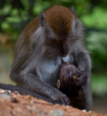 Mother macaque monkey feeding her baby in the jungle