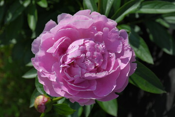 Obraz premium Blooming pink peony close-up. Beautiful petals.