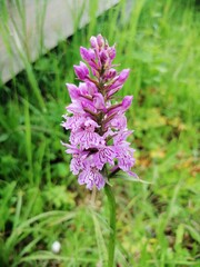 close up of a purple wild flower, green grass