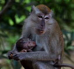 Mother macaque monkey feeding her baby in the jungle