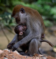 Loving mother macaque monkey feeding her baby in the jungle