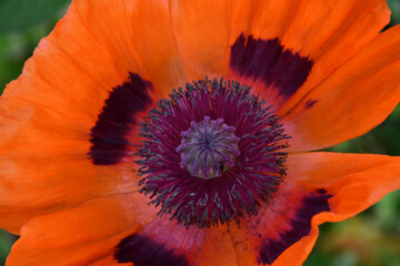 Red garden poppy flower. Top view. Pestles and stamens. Flower core.