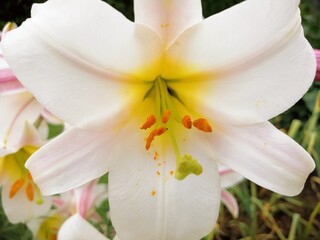 White lily flower, blossom, close up