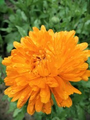 Orange marigold flower, blossom with raindrops, close up
