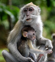 Mother macaque monkey holding her baby in the jungle