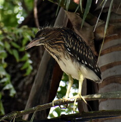 Brown and white heron perched in a tree