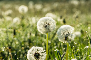 dandelions on the meadow