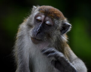 Cute macaque monkey sitting in the jungle with its eyes closed