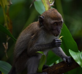 Young macaque monkey eating something in a tree in the jungle
