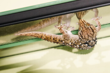 gecko close up hanging upside down