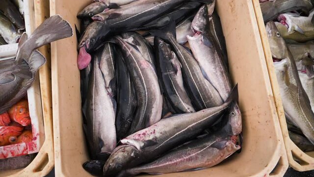 Fresh fish in a basket, at a seafood market in Reykjavik, Iceland - Slow motion, top down, pan shot