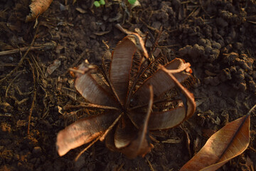 leaf on the ground