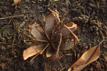 autumn leaf on the ground