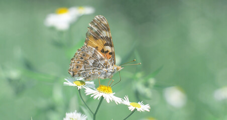 Butterfly close up sits on a chamomile flower. Butterfly with beautiful wings. Macro.