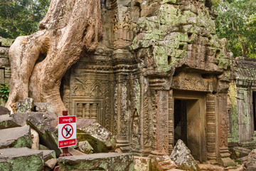 Fototapeta premium giant roots in the ruins of Ta Prohm temple in siem reap, Cambodia