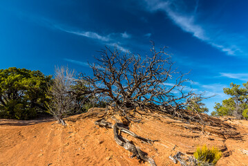 A dead tree atop a mound in Canyonlands national park with mare tail clouds