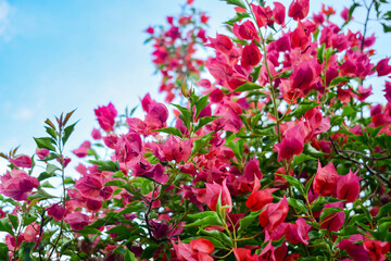 pink flowers in the garden