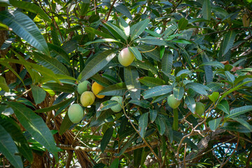 Close up on yellow and green Mango inside the tree - Mango de Azugar