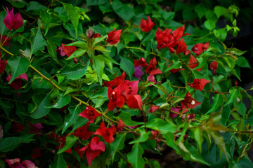 red flowers in the garden
