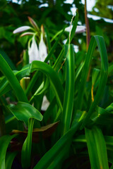 green leaves in the garden