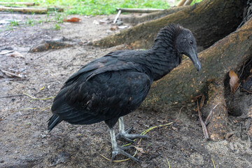 Side portrait of the black vulture (Coragyps atratus), also known as the American black vulture