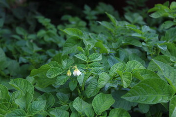 Blühende Kartoffelpflanzen
