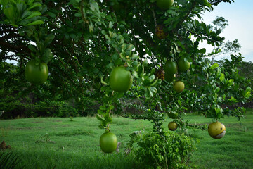 Totumos verdes en el arbol
