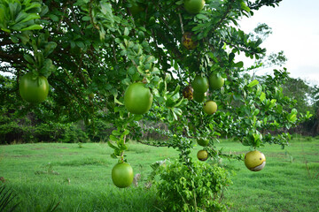 totumos en el &aacute;rbol 
