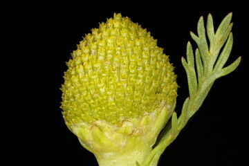 Pineapple Weed (Matricaria matricarioides). Capitulum Closeup