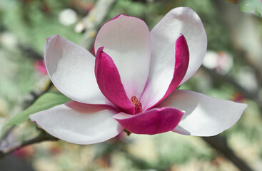 Pink Magnolia flower blooming on background of blurry white Magnolia on Magnolia tree. Rain drops...