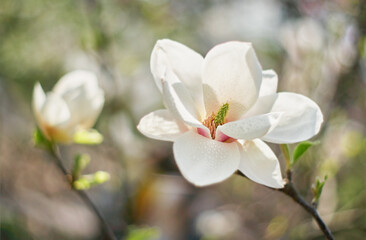White Magnolia flower blooming on background of blurry white Magnolia on Magnolia tree. Rain drops on petals.