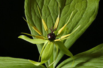 Herb Paris (Paris quadrifolia). Flower Closeup